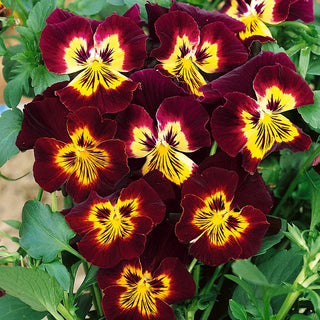 Giant Pansy - Long Blooming with Wonderful Colours from Spring to Autumn - Viola × wittrockiana - Premium Seeds