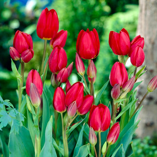 Tulipano - Red Georgette - Tulipa - Varietà pappagallo con petali ondulati - 5 bulbi