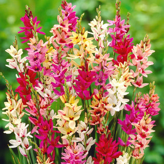 Ixia - Miscela di colori - Ottima per composizioni in vaso - 25 bulbi