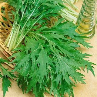 Mizuna Green - Extra Productive, Dark Green, Perfect for Salads - Brassica rapa var. japonica - Premium Seeds
