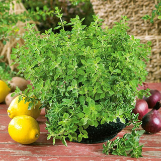 Origano Greco - Aggiunta aromatica per ogni cucina - Origanum vulgare ssp. hirtum