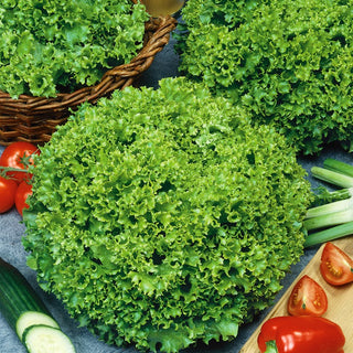 Leaf Lettuce Lollo Bionda - Ideal for Growing All Season, Frost-Resistant - Premium Seeds