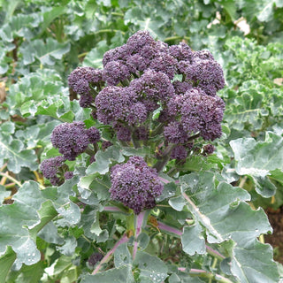 Cavolo Broccolo - Early Purple Sprouting - Varietà precoce per l’inizio della stagione