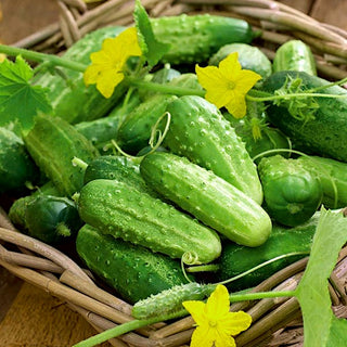 Cetriolo Cornichon de Paris - Nastro preseminato - Frutti piccoli, perfetti per la fermentazione