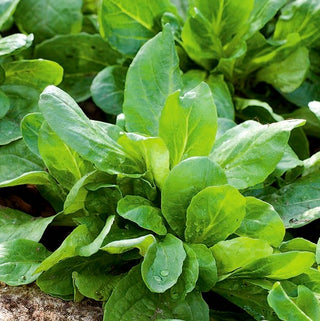 Valeriana - Verte à Coeur Plein 2 - Delicata, precoce e a crescita rapida - Valerianella locusta