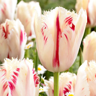 Tulipano - Carrousel - Tulipa - Eleganza raffinata in giardino - 5 bulbi