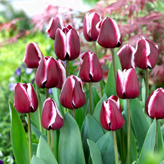 Tulipano - Fontainebleau - Tulipa - Ideale per vasi e decorazioni - 5 bulbi