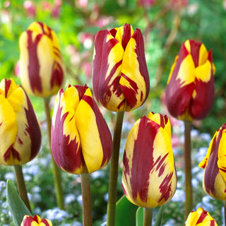 Tulipano - Helmar - Tulipa - Esplosione di colori unici - 5 bulbi