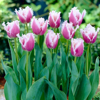 Tulipano - Cummins - Tulipa - Colore intenso, lunga durata di freschezza - 5 bulbi