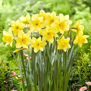 Narciso - Barenwyn - Narcissus - Narciso giallo con grande tromba ondulata - 5 bulbi