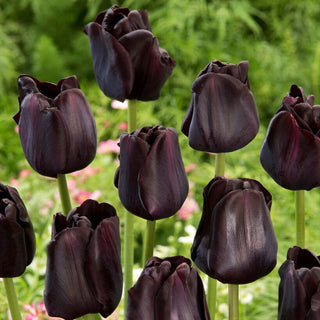 Tulipano - Paul Scherer - Tulipa - Steli robusti, fiori intensi - 5 bulbi