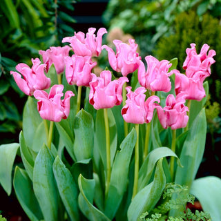 Tulipano - Picture - Tulipa - Petali ondulati, colore tenue - 5 bulbi