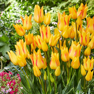 Tulipano - Royal Georgette - Tulipa - Accento moderno e deciso - 5 bulbi
