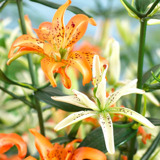 Giglio doppio - Must See - Lilium - Alto, elegante e resistente