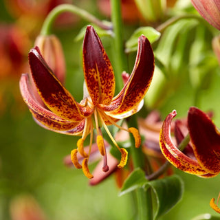 Giglio martagone - Arabian Knight - Lilium - Fiori bordeaux dal fascino elegante
