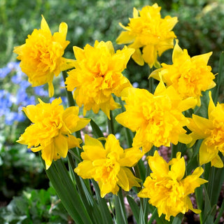 Narciso - Van Sion - Narcissus - Crea cespi di fiori spettacolari - 5 bulbi