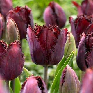 Tulipano - Black Jewel - Tulipa - Forte accento nelle composizioni primaverili - 5 bulbi