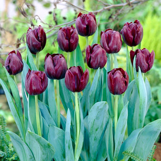 Tulipano - Blackjack - Tulipa - Distingui il giardino con un colore esclusivo - 5 bulbi