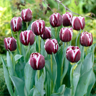 Tulipano - Jackpot - Tulipa - Tulipano spettacolare per ogni giardino - 5 bulbi