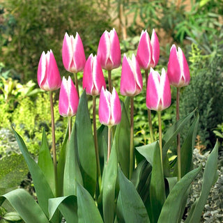 Tulipano - Early Surprise - Tulipa - Versatile per giardino e terrazza - 5 bulbi