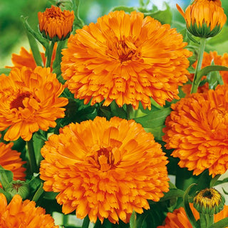 Calendula - Orange King - Re delle calendule da giardino - Calendula officinalis