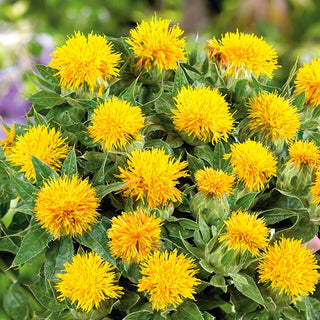 Cartamo Giallo Limone - Giallo intenso, capolini pieni - Carthamus tinctorius