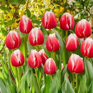 Tulipano - One Love - Tulipa - Ideale per bouquet e composizioni - 5 bulbi