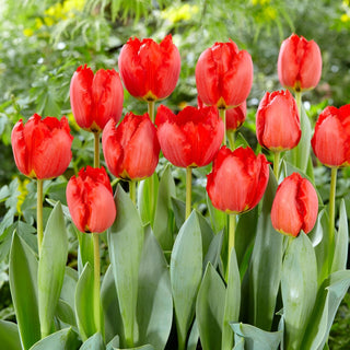 Tulipano - Crystal Beauty - Tulipa - Petali sfrangiati, colore intenso - 5 bulbi