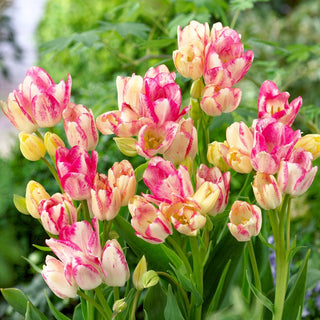 Tulipano - Dream Club - Tulipa - Multifiore resistente al gelo - 5 bulbi