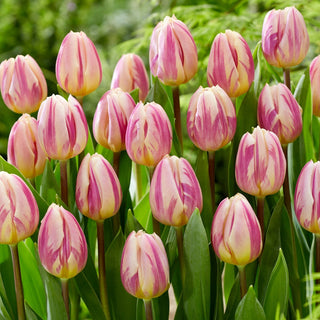 Tulipano - Happy Feet - Tulipa - Petali bicolori, grazia e forza - 5 bulbi