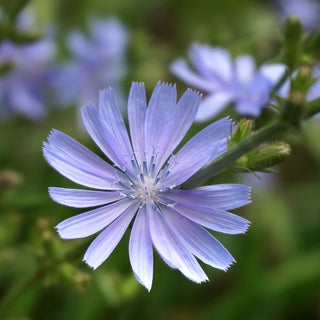 Cicoria comune - Ideale per l’orto biologico - Cichorium intybus - 100 g