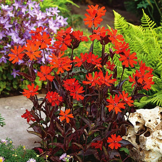 Lychnis - Vesuvius - Colore intenso dei petali - Lychnis arkwrightii