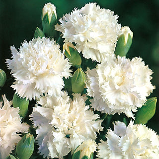 Garofano - Grenadin White - Resistente alle condizioni variabili - Dianthus caryophyllus