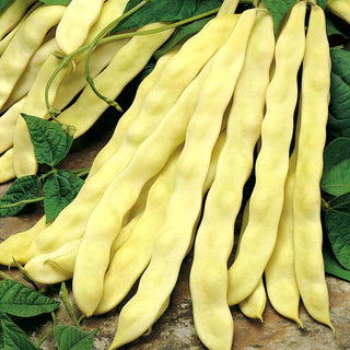 Fagiolo rampicante Goldmarie - Baccelli molto grandi e saporiti - 100 g