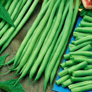 Fagiolo nano Bona - Piena e affidabile nell’orto - 500 g