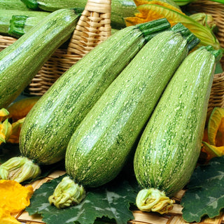 Zucchino - Nimba - Varietà precoce adatta a ogni tipo di orto
