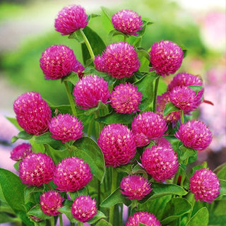 Gomphrena Globosa - Porpora - Fiori sferici in tonalità porpora - Gomphrena globosa