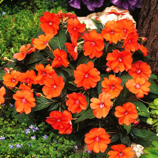 Impantiens o Fiore di Vetro - Arancione - Contrasto cromatico attraente - Impatiens walleriana
