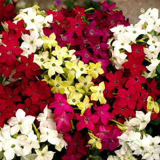 Tabacco Ornamentale - Nana Miscuglio - Fiori ricchi e colorati dal profumo delicato - Nicotiana alata