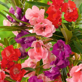 Begliuomini - Miscuglio - Annuale, perfetta per aiuole e vasi - Impatiens balsamina