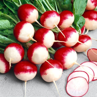Krakowianka Radish - Early Variety for Open Field and Tunnels, Resistant and Tasty - Premium Seeds