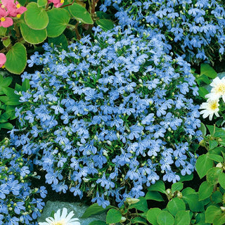 Lobelia Nana - Azzurro Chiaro - Ravviva le composizioni con una tonalità pastello - Lobelia erinus