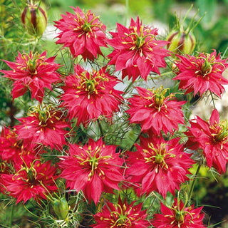 Nigella di Damasco - Rosso - Giardino estivo nei toni del rosso - Nigella damascena