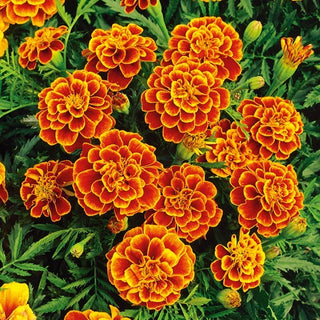 Tagete - Queen Sophia - Varietà spettacolare, colore unico - Tagetes patula