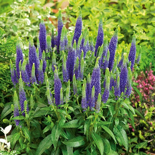 Veronica spicata - Blu - Spighe sottili, splendide in gruppo - Veronica spicata