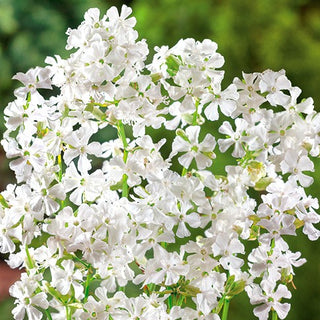 Lychnis viscaria - Bianco - Fioritura prolungata, facile da coltivare - Lychnis viscaria