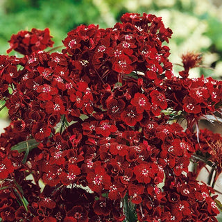 Garofano dei Poeti - Dunetti - Varietà intensa per composizioni classiche - Dianthus barbatus