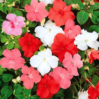 Impantiens o Fiore di Vetro - Miscuglio - Attira diversi insetti e farfalle - Impatiens walleriana