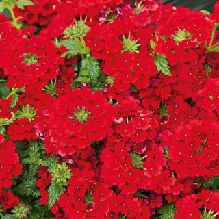 Verbena da giardino - Rosso - Intensa, perfetta per aiuole e vasi - Verbena hybrida