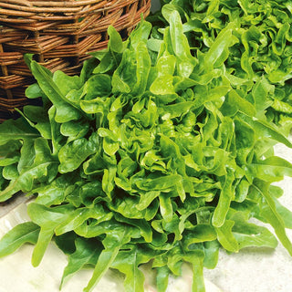Lattuga Dubacek - Dal sapore delicato, per tutto l’anno senza montare a seme